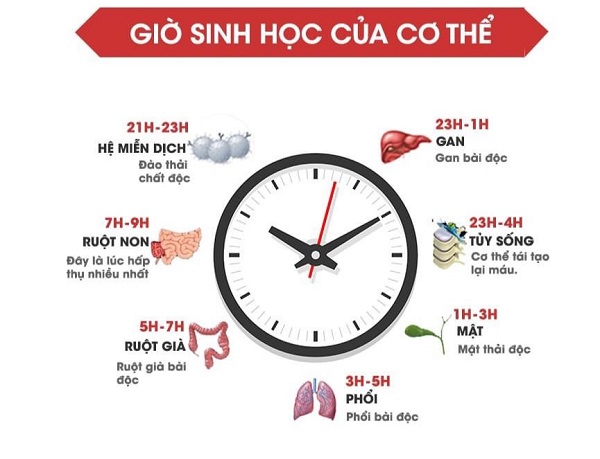 Lợi ích không ngờ khi ngủ sớm Gallery 2