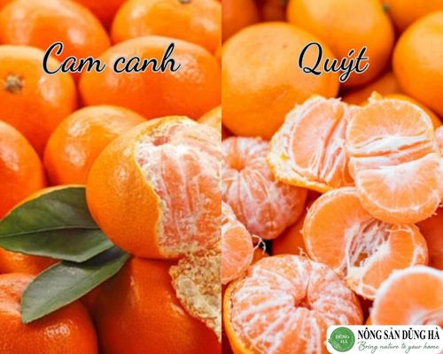 Cam Canh Có Phải Là Quýt?