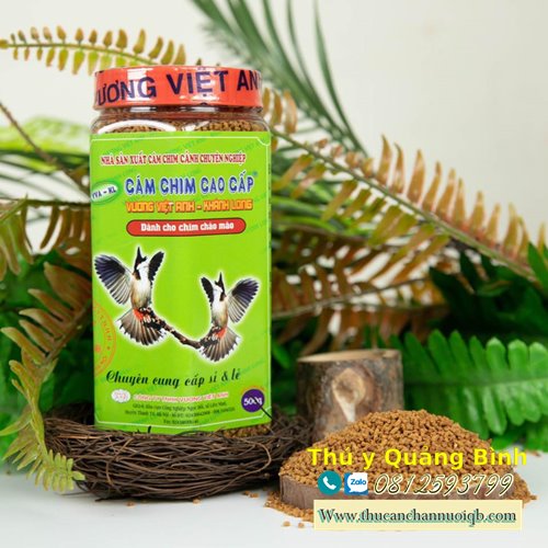 Cám Chào Mào Vương Việt Anh Có Tốt Không?
