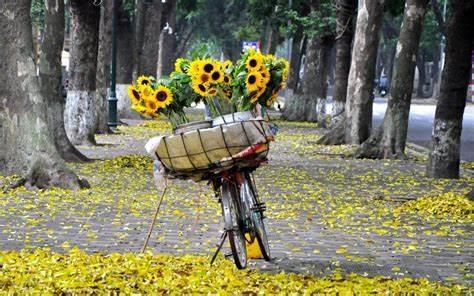 Tuổi nào nhìn lá vàng úa chiều nay? Gallery 1