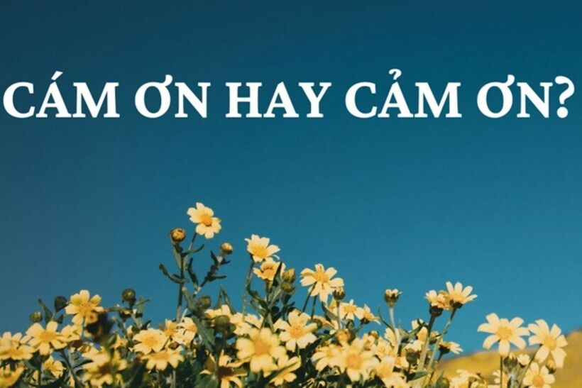 Cám ơn hay cảm ơn?