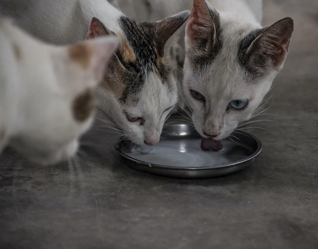 Mèo có uống được sữa đậu nành không?