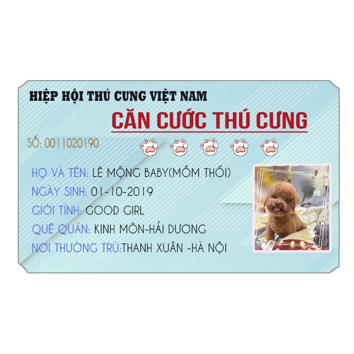 Căn cước thú cưng là gì? Gallery 2