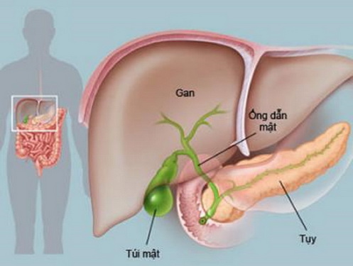 Bị Viêm Tụy Sống Được Bao Lâu? Gallery 2