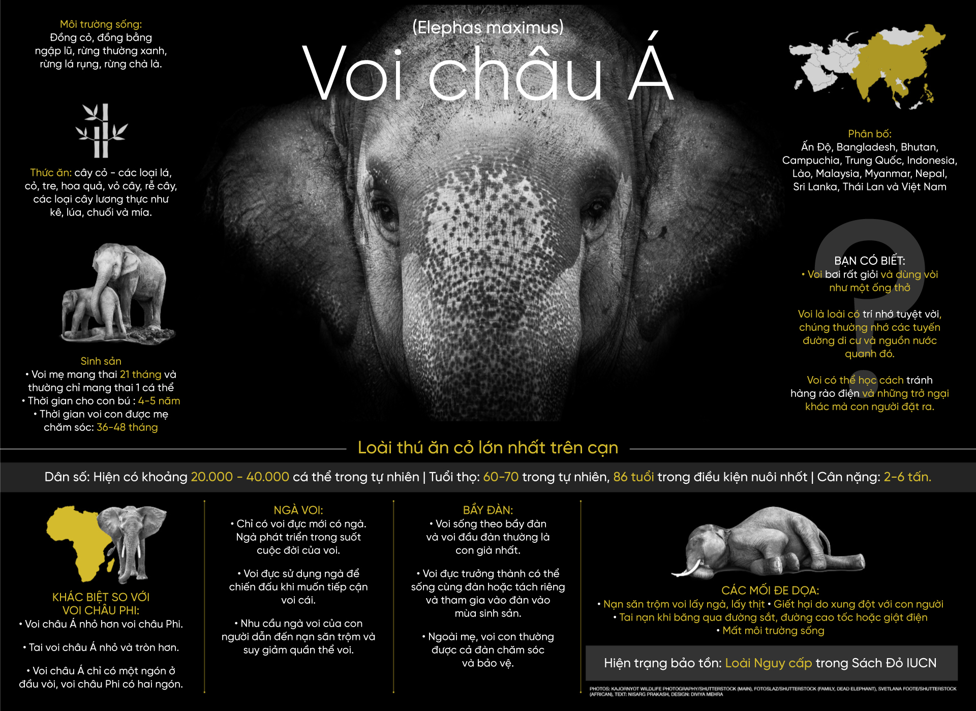 Cân nặng của voi là bao nhiêu?