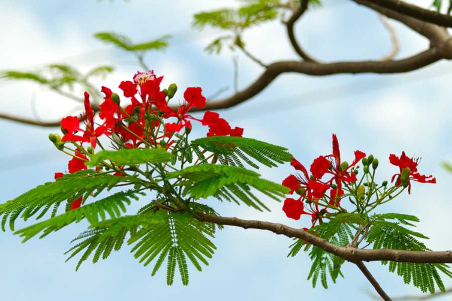 Cành cây phượng như thế nào?