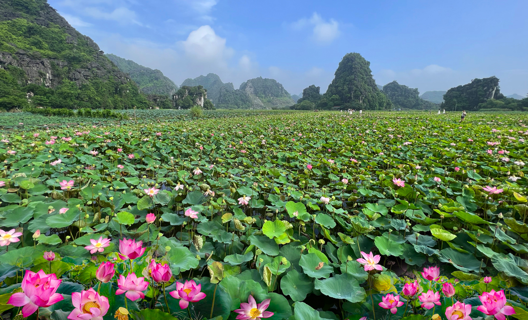 Cảnh Đầm Sen Đẹp Ngây Ngất Lòng Người