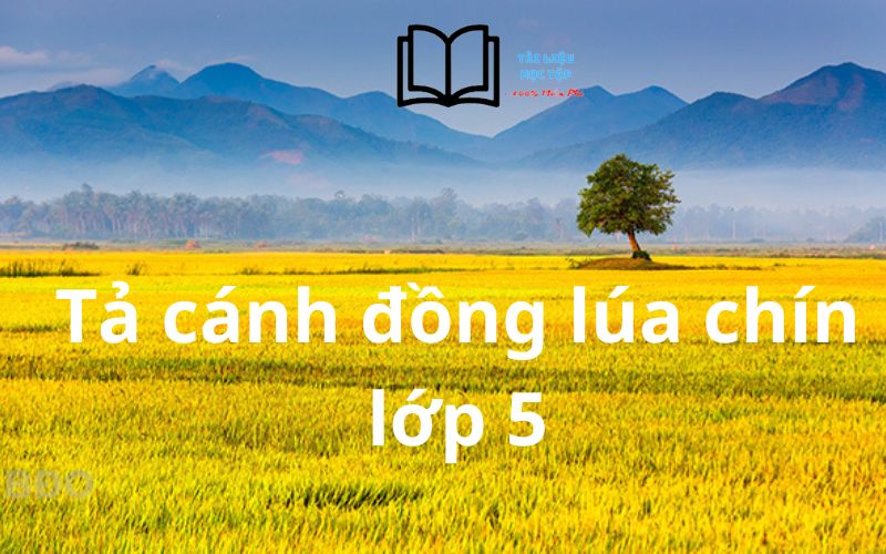 Bài Văn Tả Cảnh Đồng Gallery 1