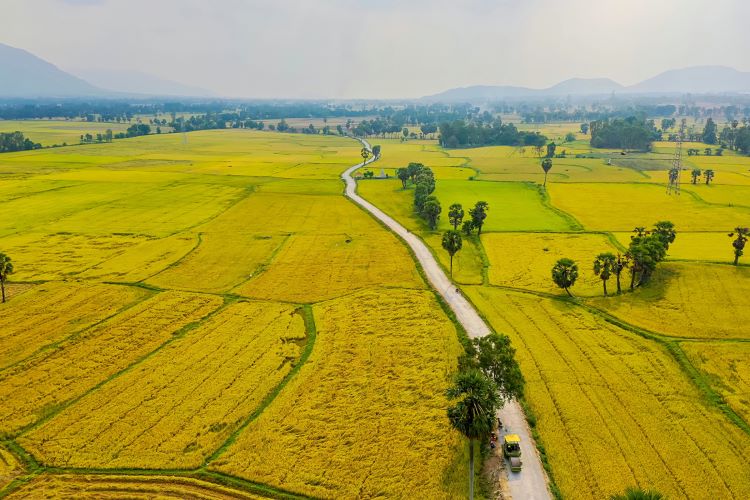Cánh đồng lúa chín Gallery 2