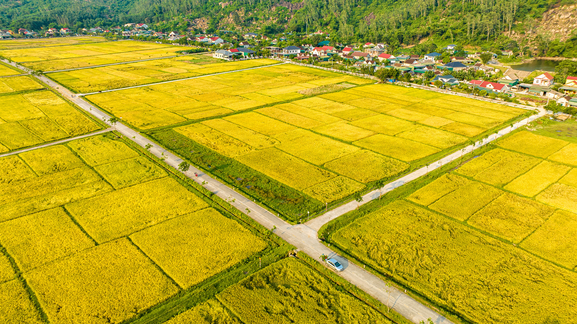 Cánh Đồng Lúa Chín Vàng Đẹp