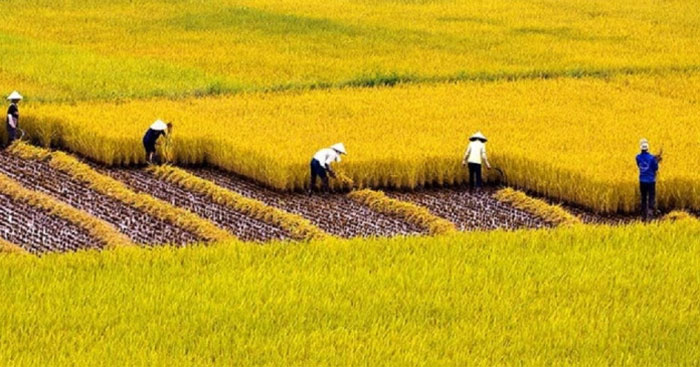 Tả cánh đồng lúa chín quê em lớp 5 Gallery 1