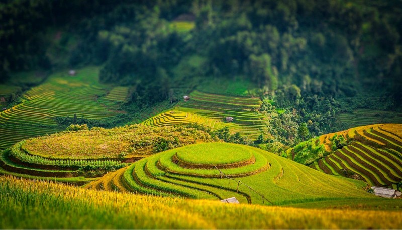 Cánh Đồng Lúa Đẹp Ngát Hương