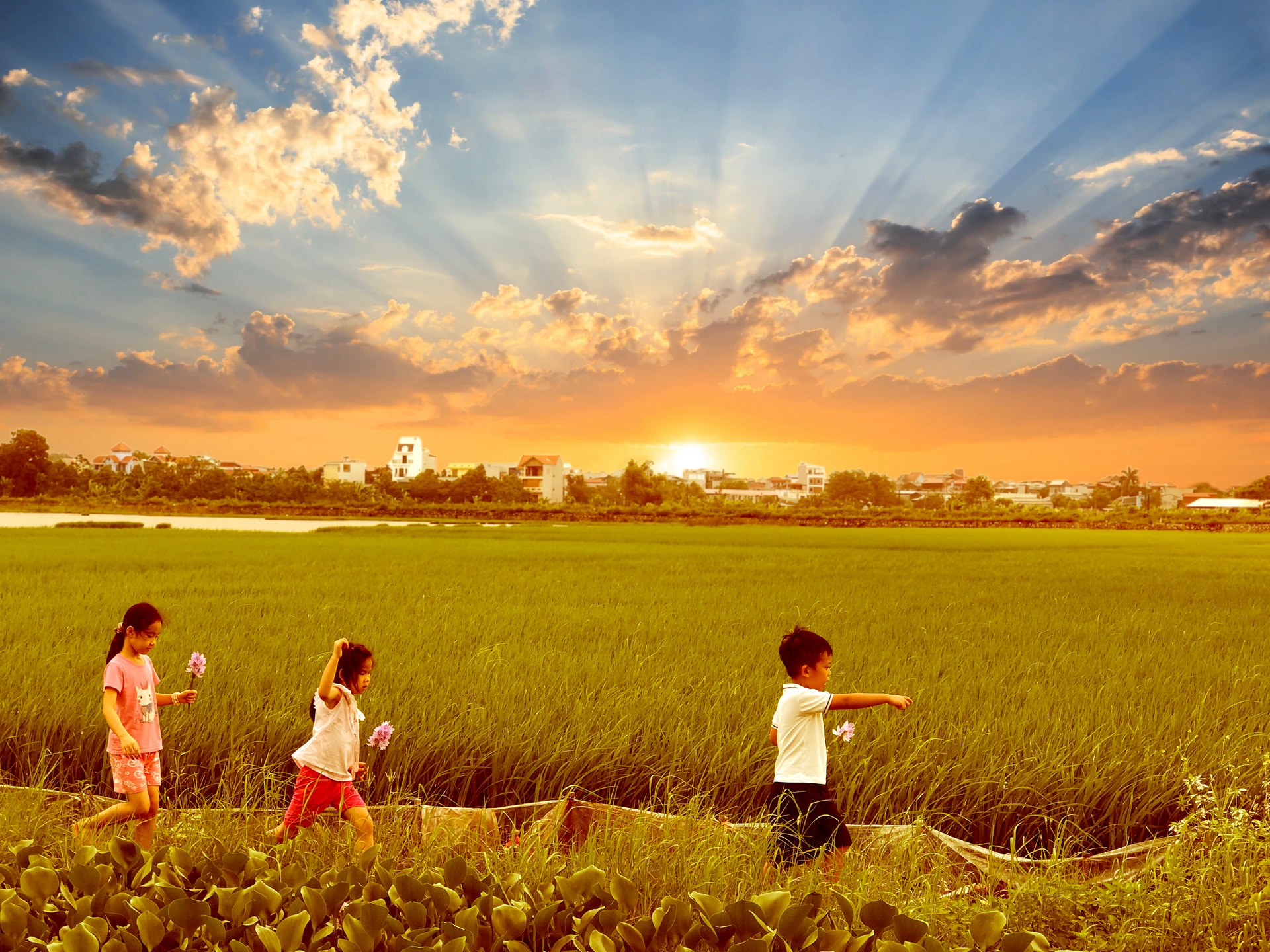 Cánh Đồng Mùa Thu