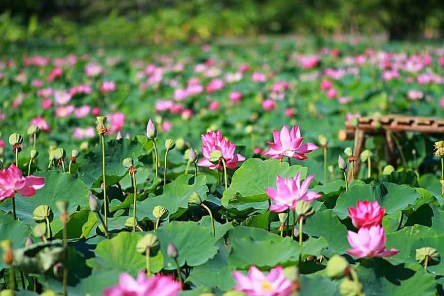 Cánh Đồng Sen Tháp Mười - Hương Sen Ngát Ngào Miền Tây