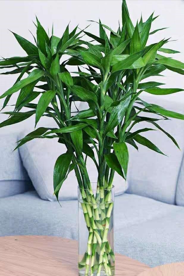 Cành Lộc Để Bàn Thờ: Chọn Lộc Như Thế Nào Cho Đúng Và Tâm?