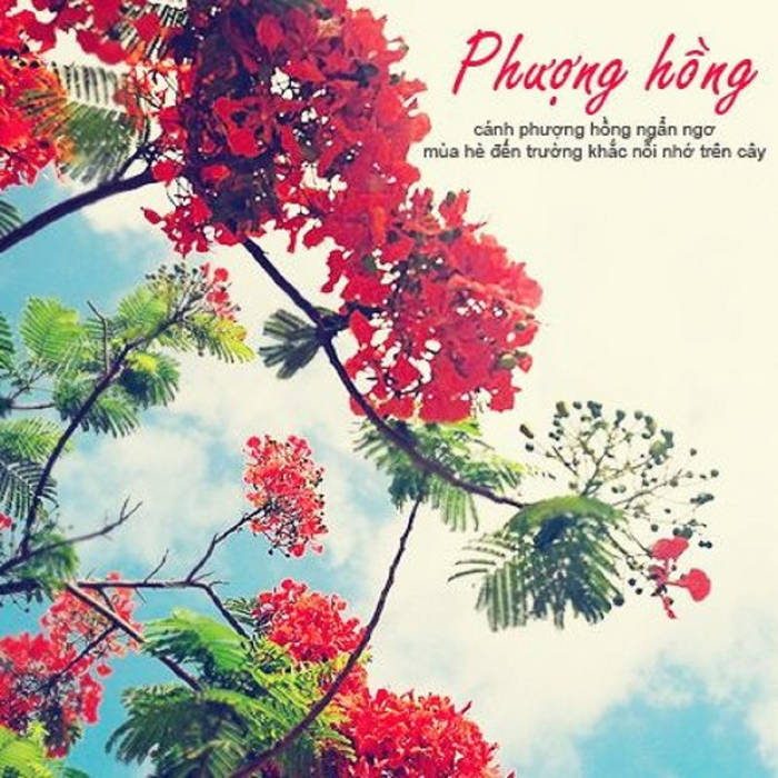 Cánh Phượng Hồng Ngẩn Ngơ