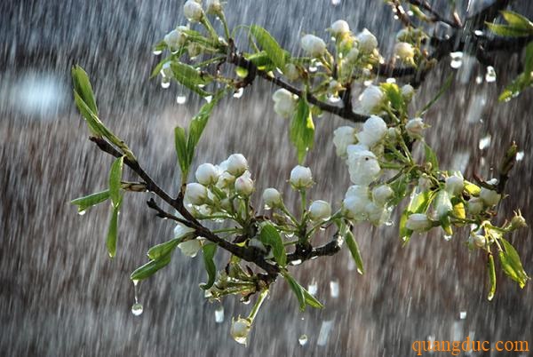 Tả cảnh trời mưa Gallery 1