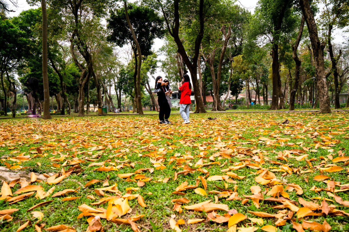 Lá Vàng Rơi Khắp Sân Trường Gallery 1