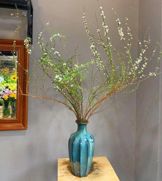 Cành Tuyết Mai Có Trồng Được Không? Gallery 2