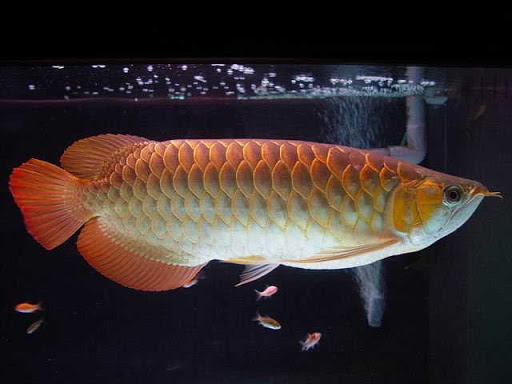 Cao Lưng Hồng Vỹ