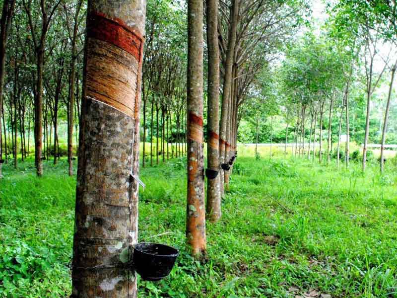 Cây Công Nghiệp Lâu Năm Có Giá Trị Kinh Tế Cao Của Nước Ta Gallery 2