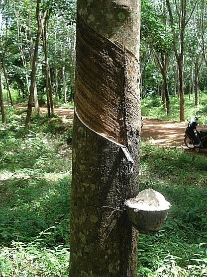 Rubber in English