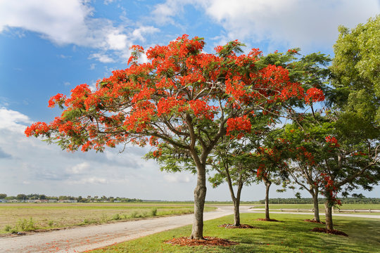 Flamboyant Tree: A Guide to Delonix regia Gallery 2