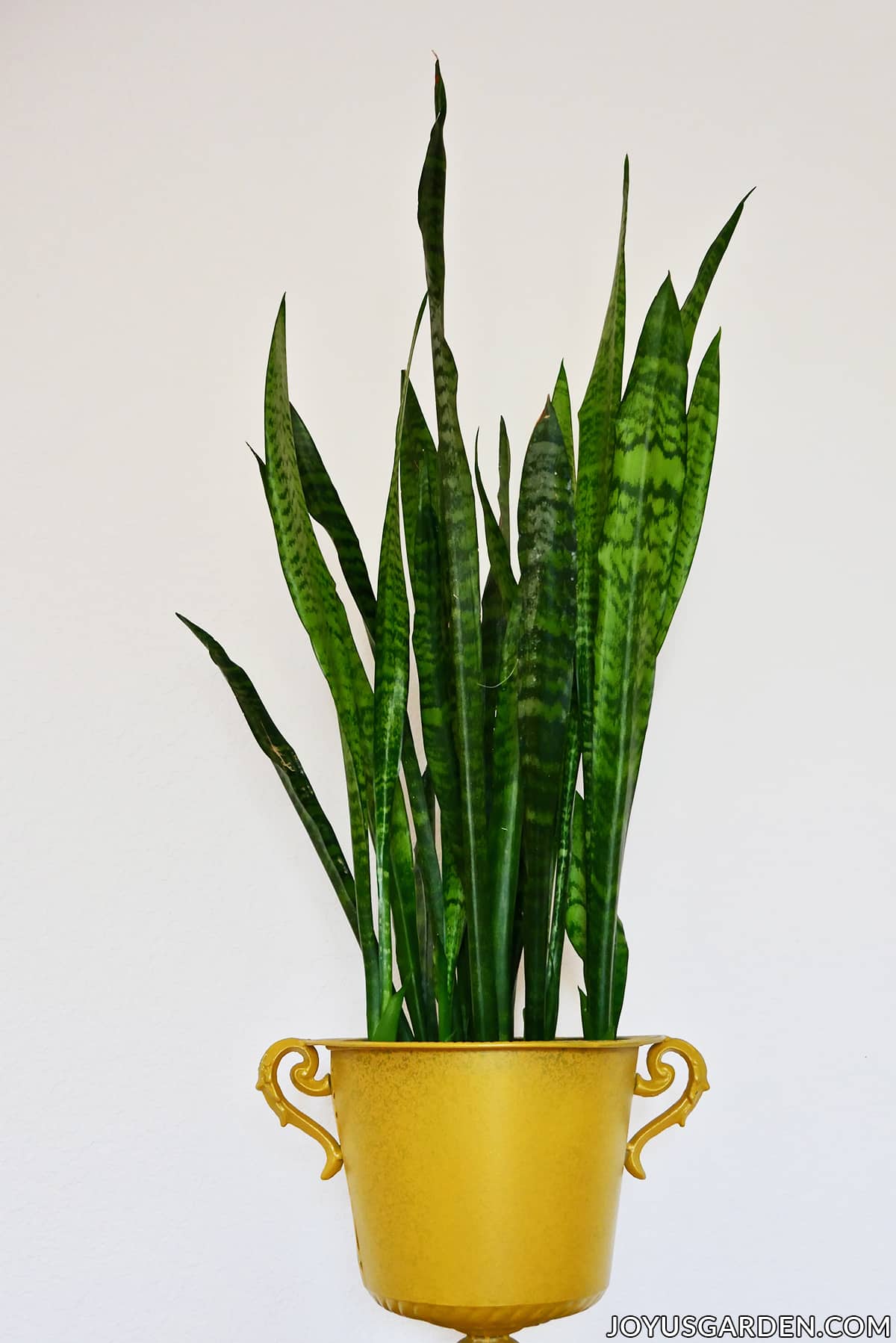 Snake Plant: The Ultimate Guide to Care and Benefits Gallery 1