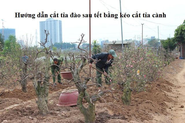 Cắt Cành Đào Sau Tết Như Thế Nào Để Đào Sống Mạnh Và Nở Hoa Đẹp Năm Sau?