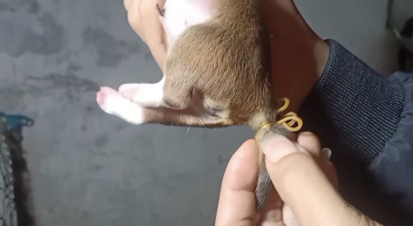 Cắt Đuôi Chó Bằng Chỉ: Phương Pháp, Nguy Hiểm và Thay Thế