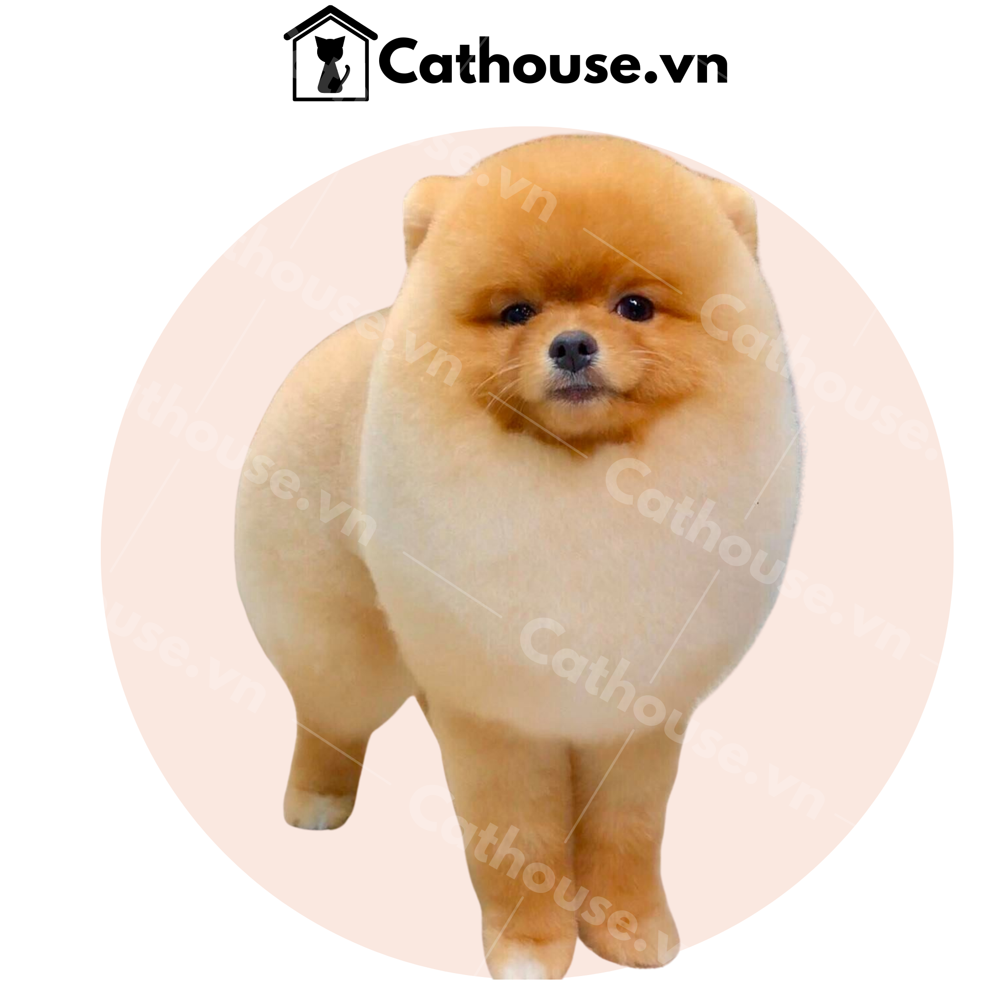Cắt Lông Chó Kiểu Sư Tử