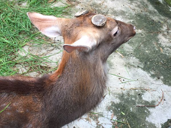 Cắt nhung hươu có đau không?