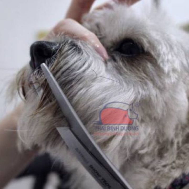 Cắt râu chó có sao không?