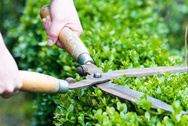 Cắt tỉa cây sanh vào mùa nào?