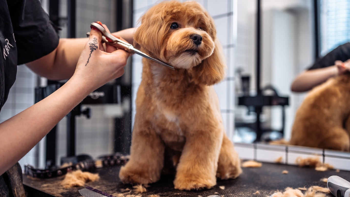 Cắt Tỉa Lông Thú Cưng: Hướng Dẫn Chăm Sóc Bộ Lông Sang Trọng Cho Bạn Thân
