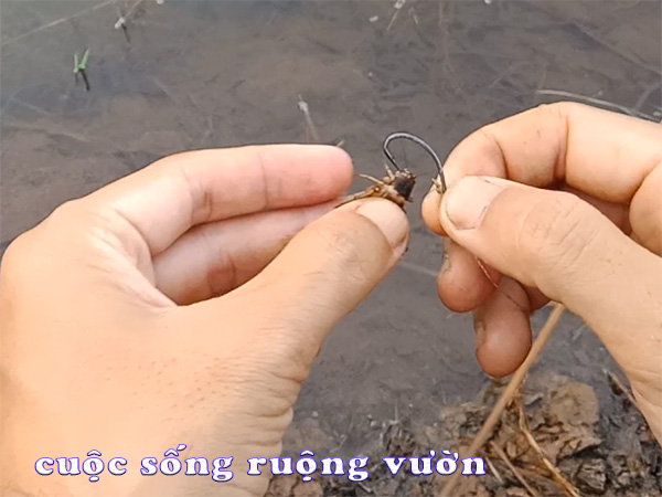 Câu Cá Lóc Bằng Mồi Gì?