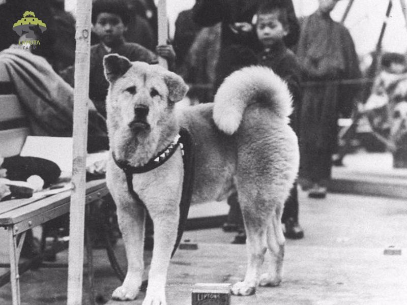 Hachiko là giống chó gì? Gallery 2