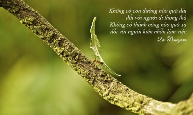 Câu chuyện về sự kiên trì:  Món quà ngọt ngào của nỗ lực bền bỉ