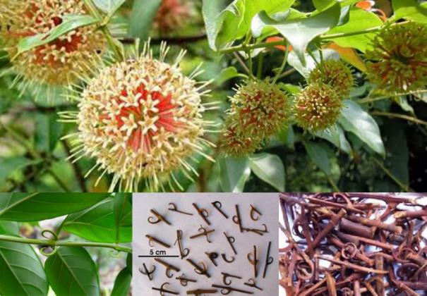 Câu Đằng Có Tác Dụng Gì? Gallery 2