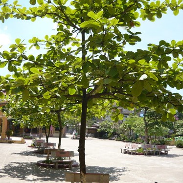 Câu Đố Về Cây Bàng: Giải Đáp và Những Điều Thú Vị