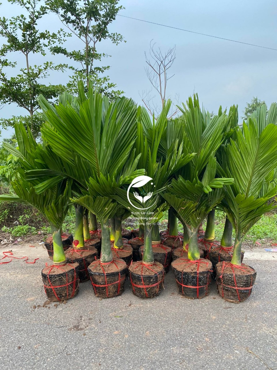Cau lùn tứ quý