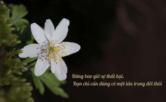 Những Câu Nói Hay Về Hạnh Phúc