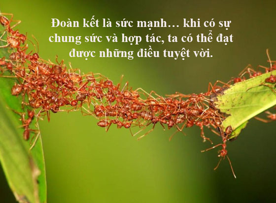 Những Câu Nói Hay Về Sự Đoàn Kết