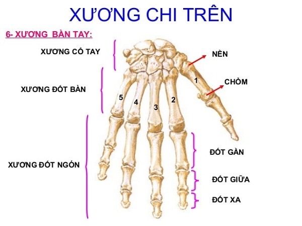 Cấu tạo bàn tay người