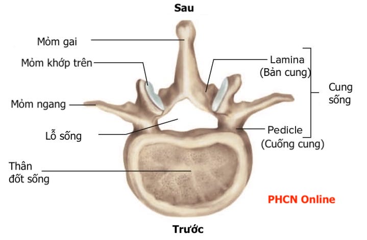 Cấu tạo đốt sống lưng Gallery 1