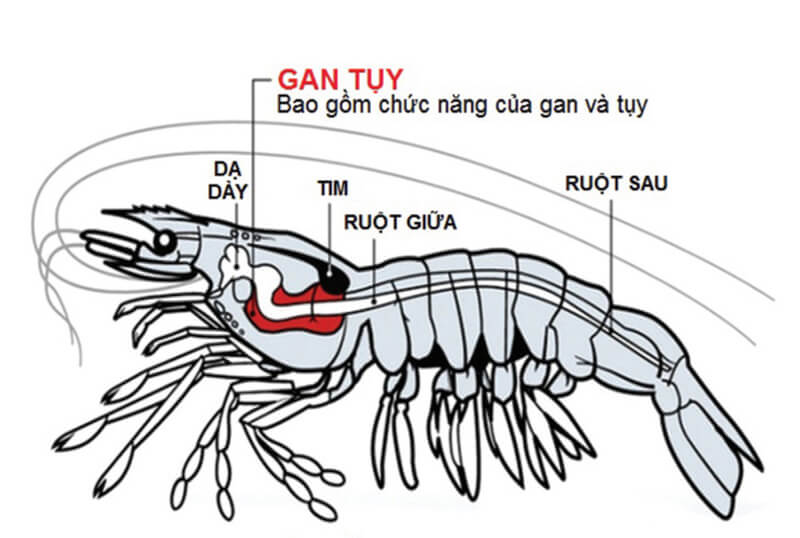 Tôm hùm có mấy chân? Gallery 1