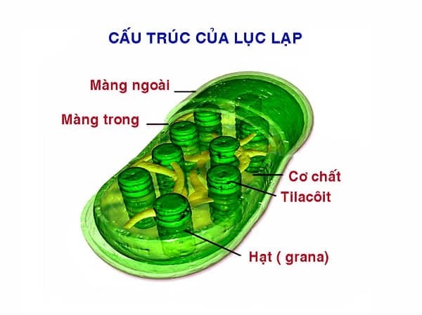 Cây Láp Của Con Người Là Gì? Gallery 1