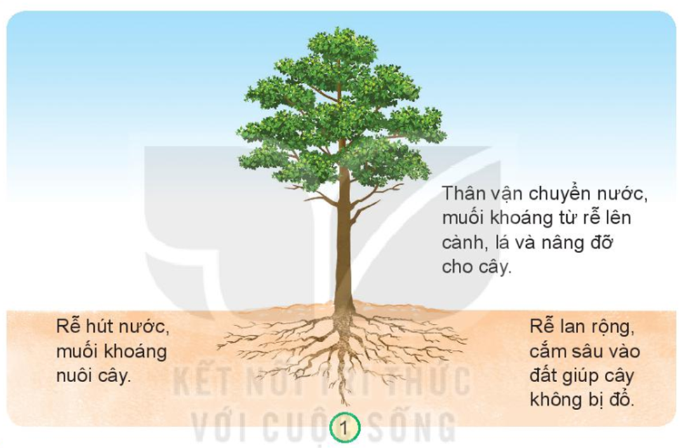 Gốc cây là gì? Gallery 1