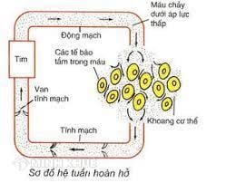 Đặc điểm của hệ tuần hoàn hở Gallery 1