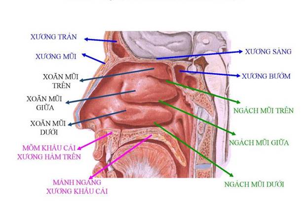 Hốc mũi ở đâu? Gallery 1